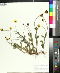 Coreopsis debilis image