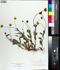 Coreopsis debilis image