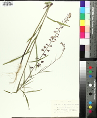 Streptanthus hyacinthoides image