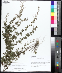 Lespedeza procumbens image