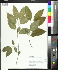 Euonymus atropurpureus image