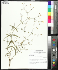 Pseudostellaria jamesiana image