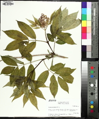 Sambucus racemosa subsp. racemosa image