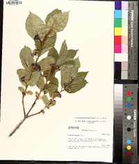 Lonicera involucrata image