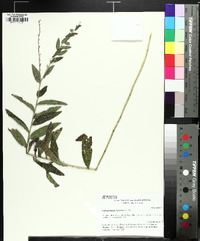 Lithospermum bejariense image