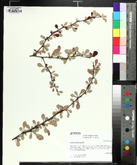 Berberis thunbergii image