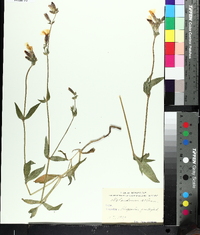 Silene latifolia image