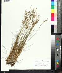 Juncus georgianus image