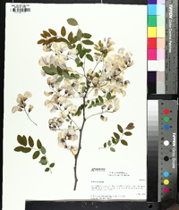 Robinia hispida image