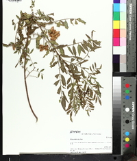 Glycyrrhiza lepidota image