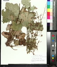 Heuchera americana var. hispida image