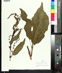 Rumex obtusifolius image