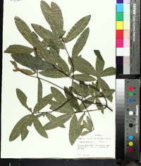 Quercus phellos image