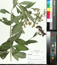 Vernonia baldwinii image