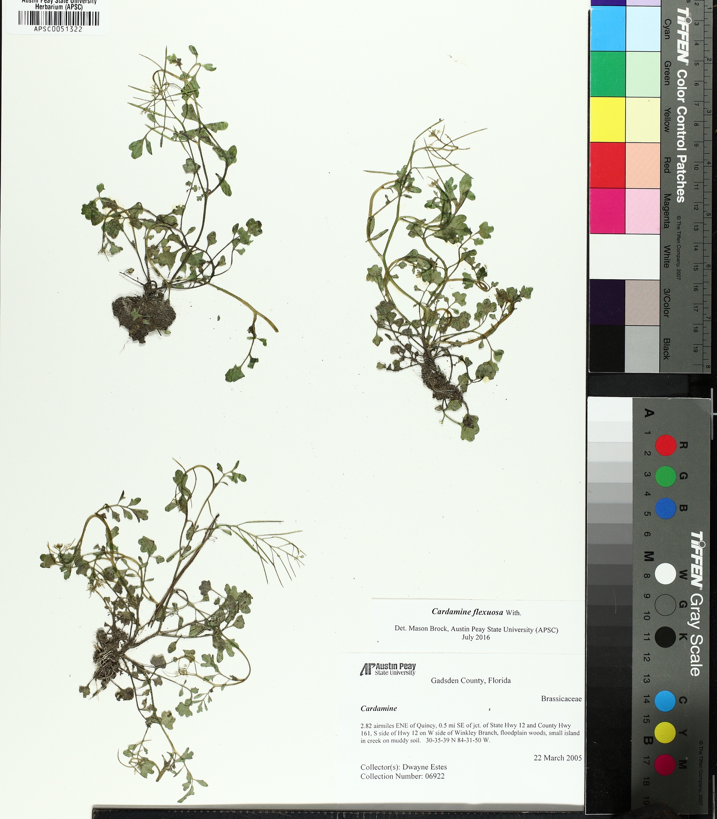 Cardamine occulta image