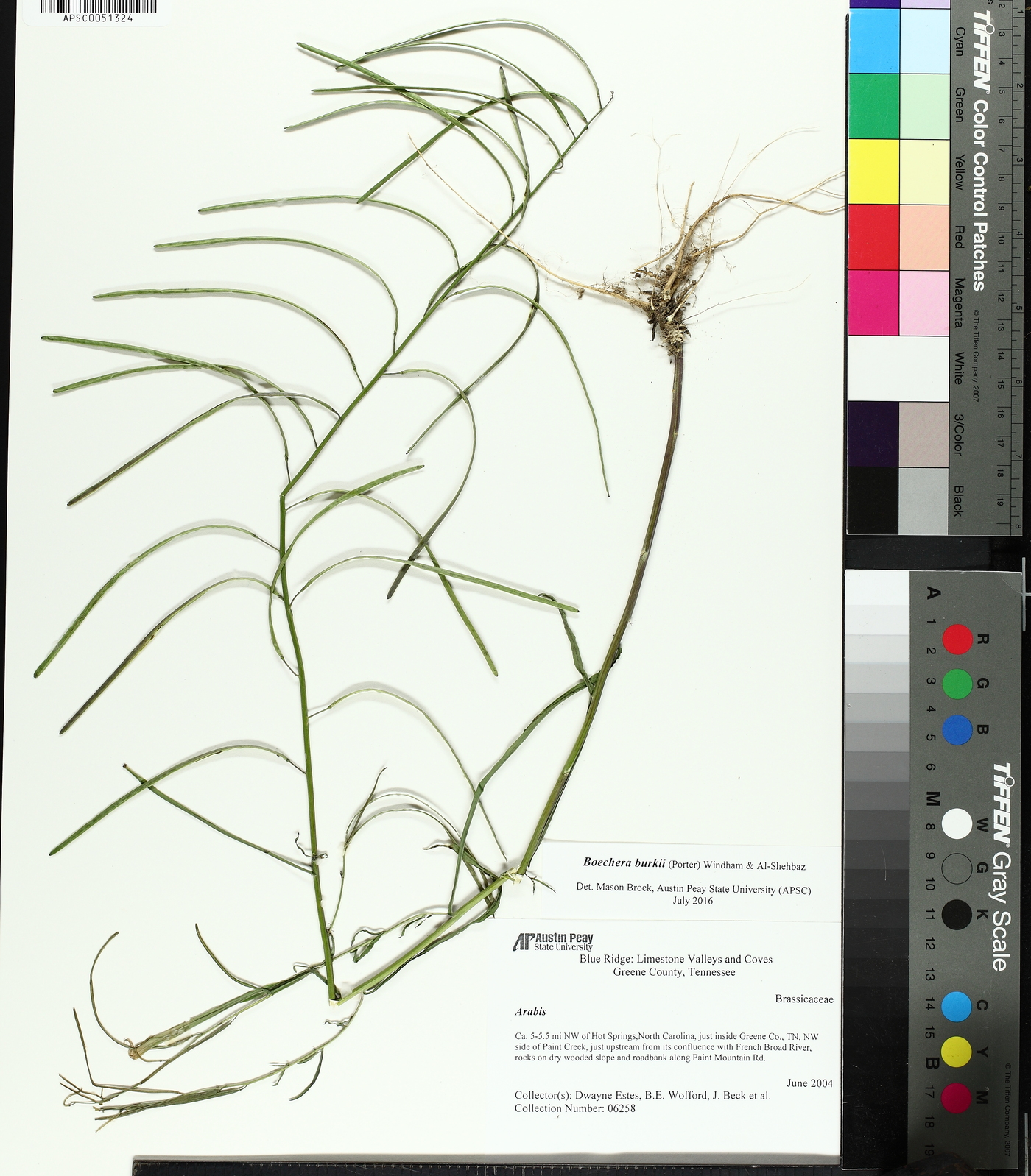 Borodinia burkii image