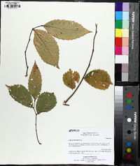 Ulmus serotina image