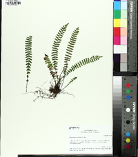 Asplenium resiliens image