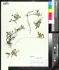 Oxalis priceae image