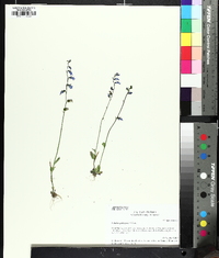 Lobelia gattingeri image