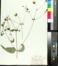 Silphium brachiatum image