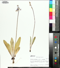 Primula pauciflora image