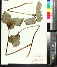 Trillium recurvatum image