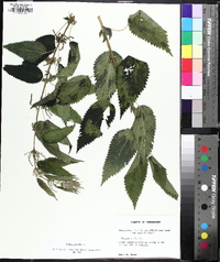 Urtica gracilis image