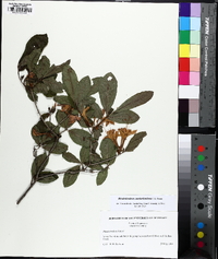 Rhododendron cumberlandense image