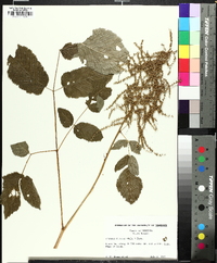 Aruncus dioicus image