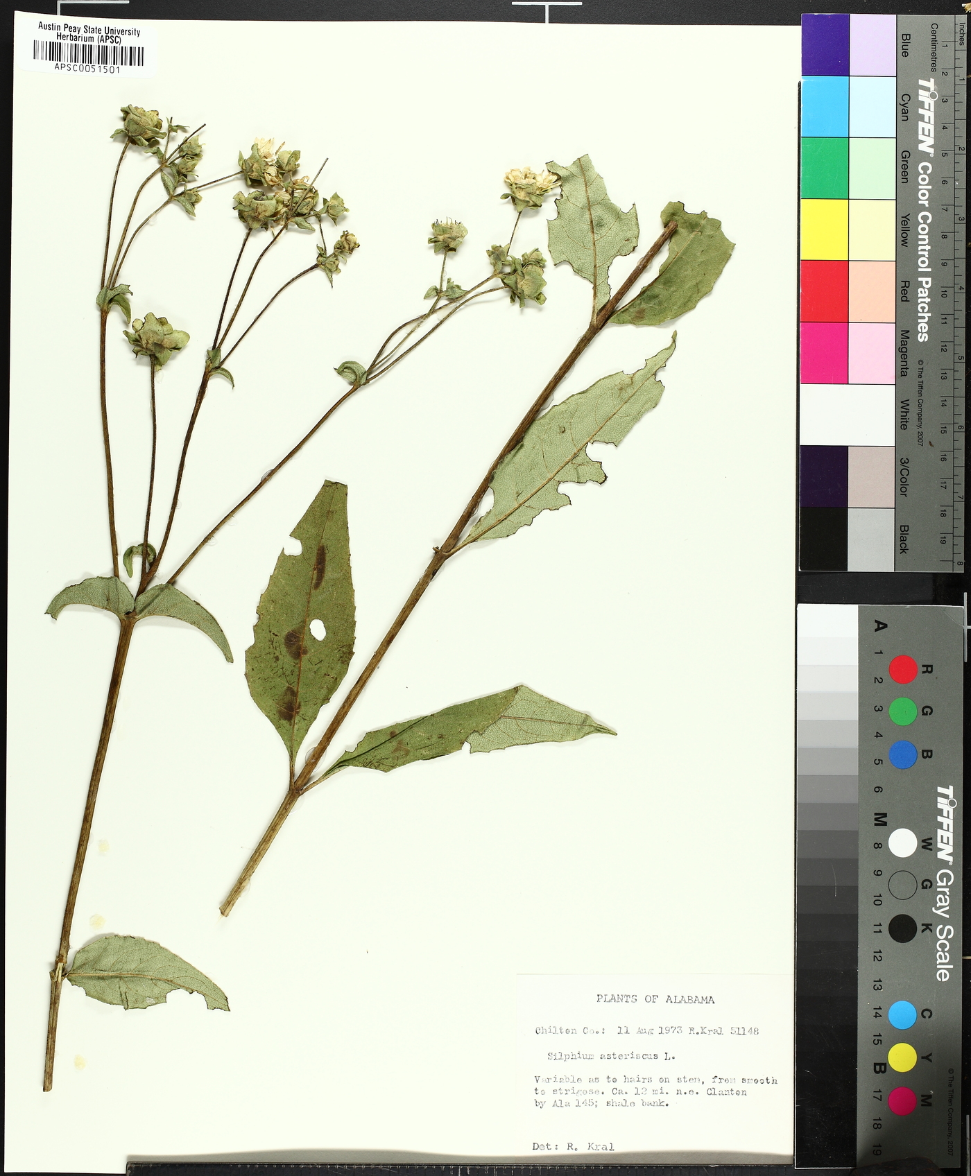 Silphium asteriscus var. latifolium image