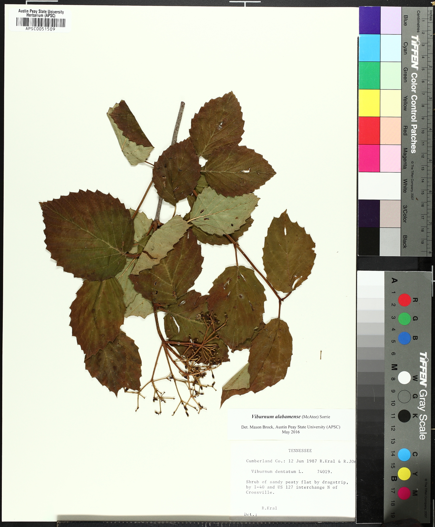 Viburnum alabamense image