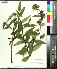 Silphium radula image