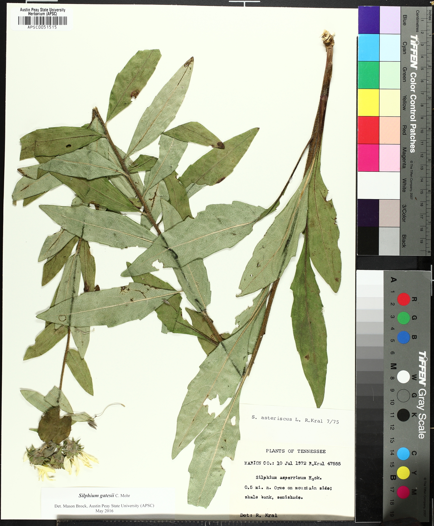 Silphium radula image