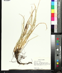 Carex picta image