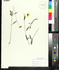 Coreopsis debilis image