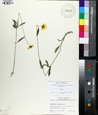 Coreopsis debilis image