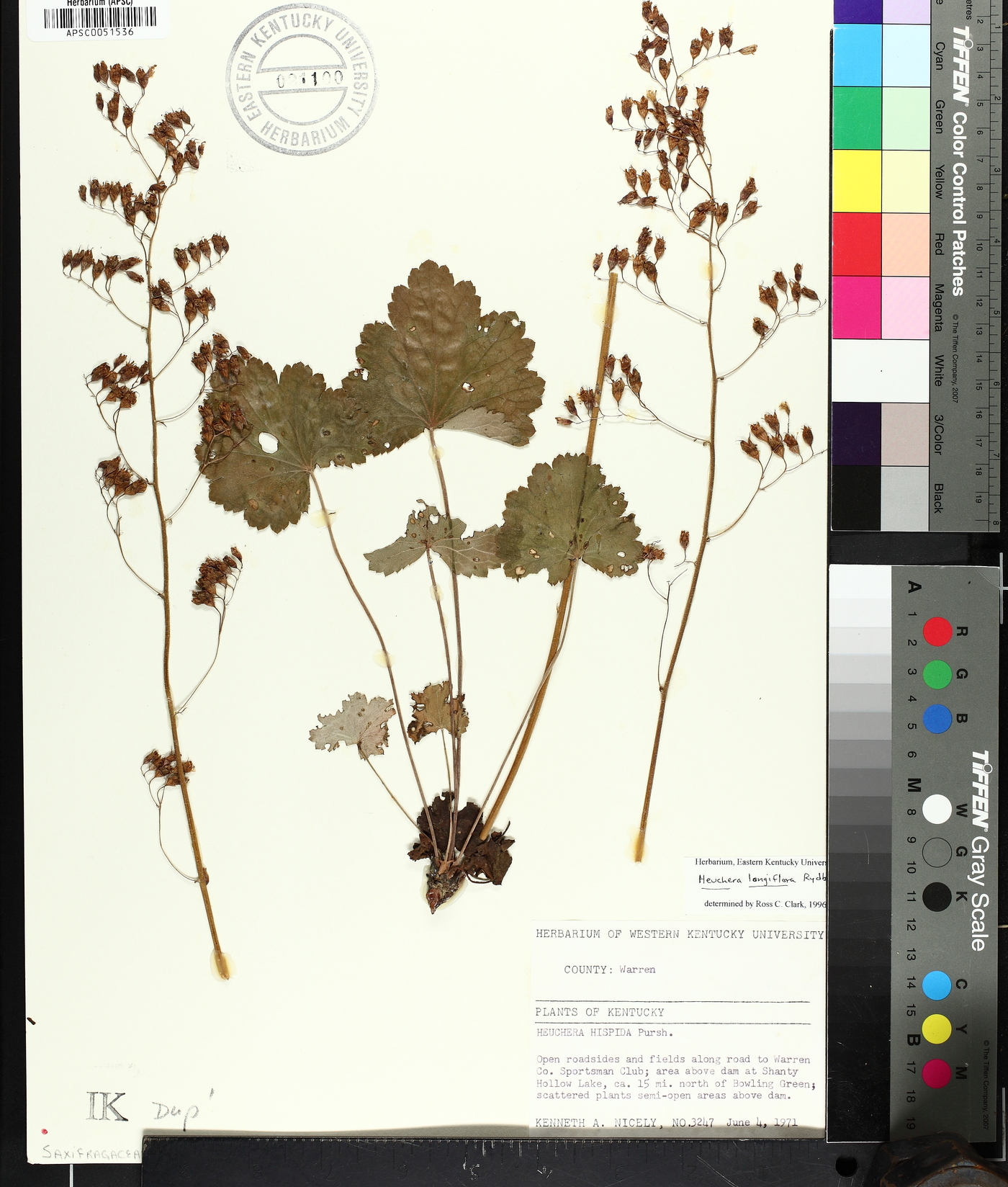 Heuchera longiflora image