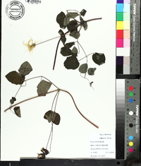 Clematis glaucophylla image