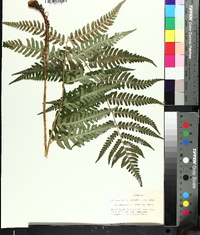 Dryopteris celsa image