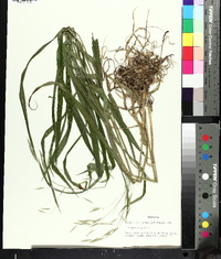 Bromus pubescens image