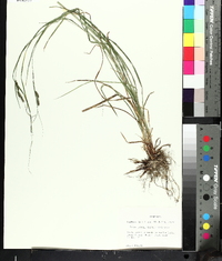 Carex swanii image