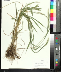 Elymus villosus image