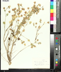 Trifolium nigrescens image