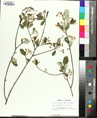 Aronia melanocarpa image