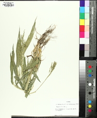 Urochloa ramosa image