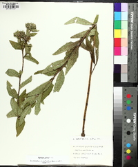 Silphium radula image