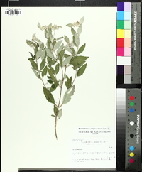 Pycnanthemum curvipes image