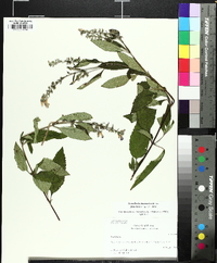 Scutellaria incana image