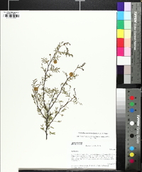 Acacia constricta image